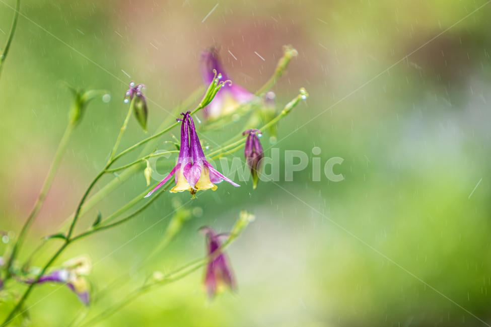 매발톱꽃,plant,식물,자연,꽃,green,녹색,flower,식물,자연,plants,nature,꽃,flower