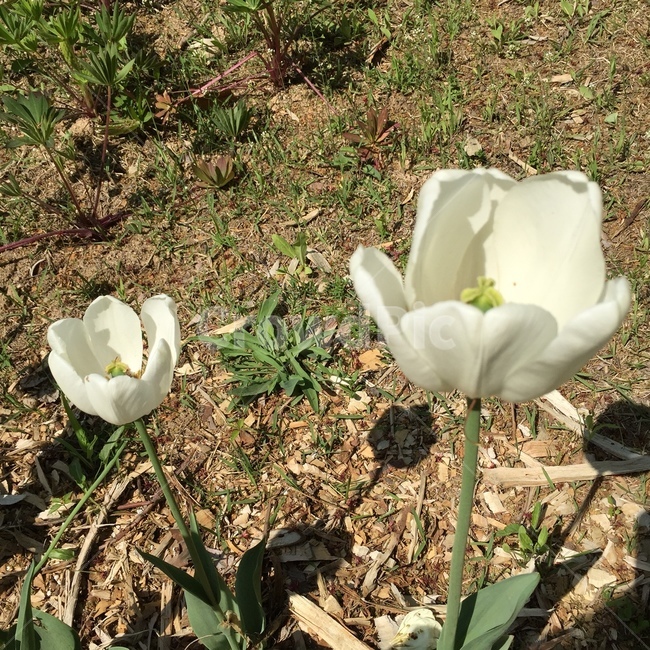 튤립,꽃,하얀꽃,흰튤립,tulip,식물,자연,plants,nature,꽃,flower