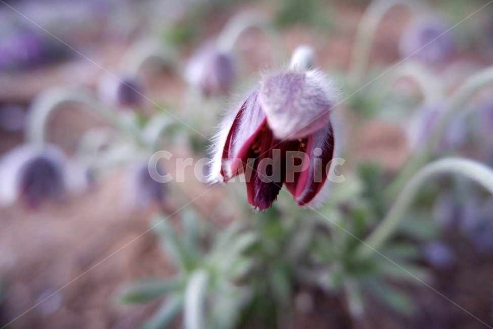 식물,꽃,싹,화단,할미꽃,plant,pollen,blossom,flower,pasqueflower