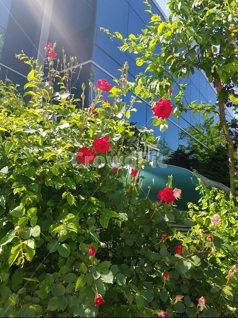 장미,빨간꽃,장미꽃,자연,꽃,붉은장미,식물,자연,plants,nature,꽃,flower