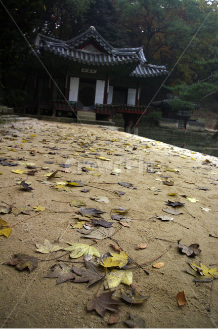 창덕궁후원,부용정,고궁,건축,전통건축,traditional,전통,기와지붕,가을,fall,나무,식물,plant,단풍,잎,낙엽,가을,계절,fall,autumn,season,한국전통,한국문화,korean traditional,korean culture,랜드마크,landmark,tourist attraction,한국랜드마크,한국관광지,한국명소,korea landmark,korea tourist attraction,건축물,건물외관,exterior,building,structure,architecture,construction,slate,슬레이트