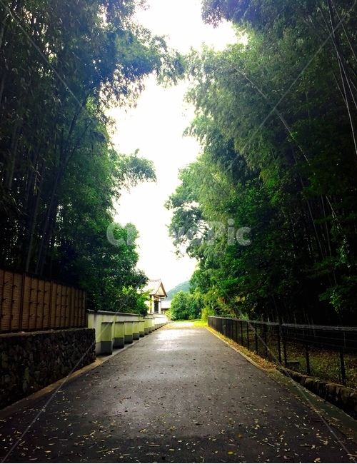 대나무,숲,대나무숲,일본,교토,음침,초록,forest,green,tree,japan,죽순