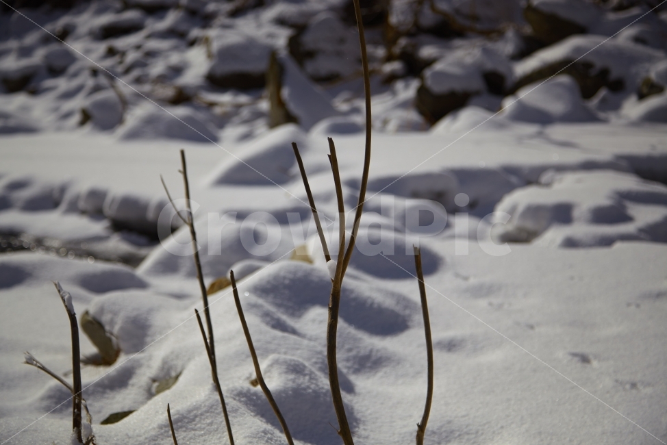 겨울,눈,개여울,마른나무,발자욱,겨울,계절,winter,season