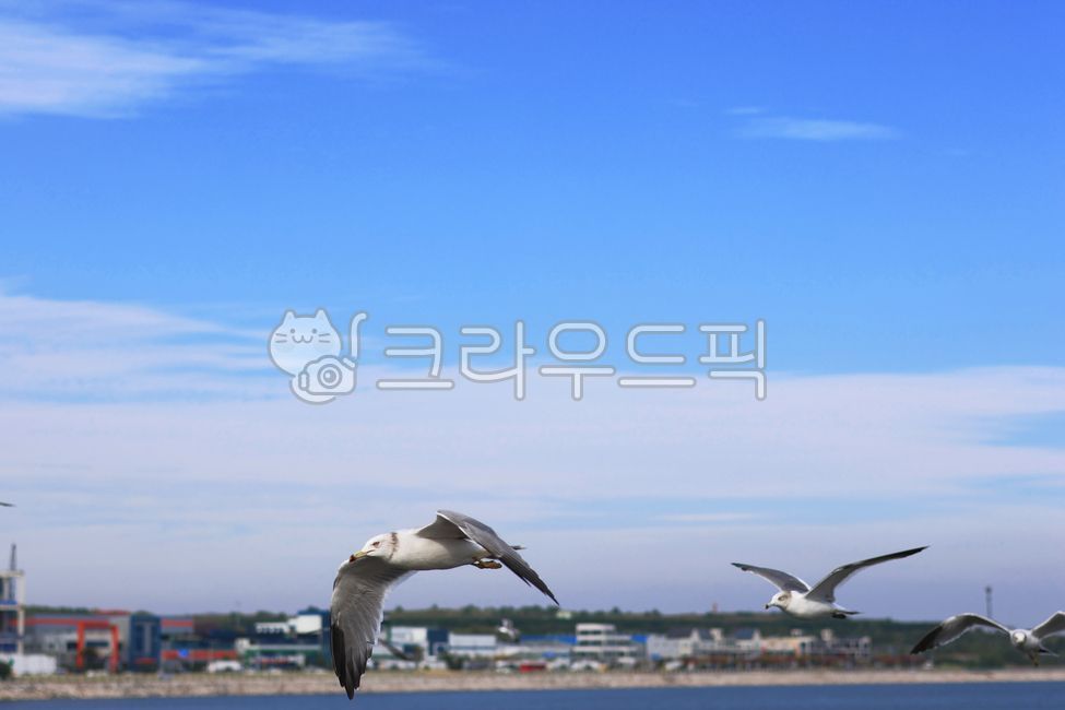 갈매기,새,bird,바다,아라인천여객터미널