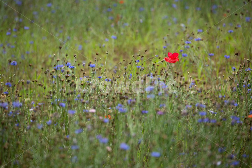 양귀비,들,자연,꽃,flower,식물,자연,plants,nature,꽃,flower