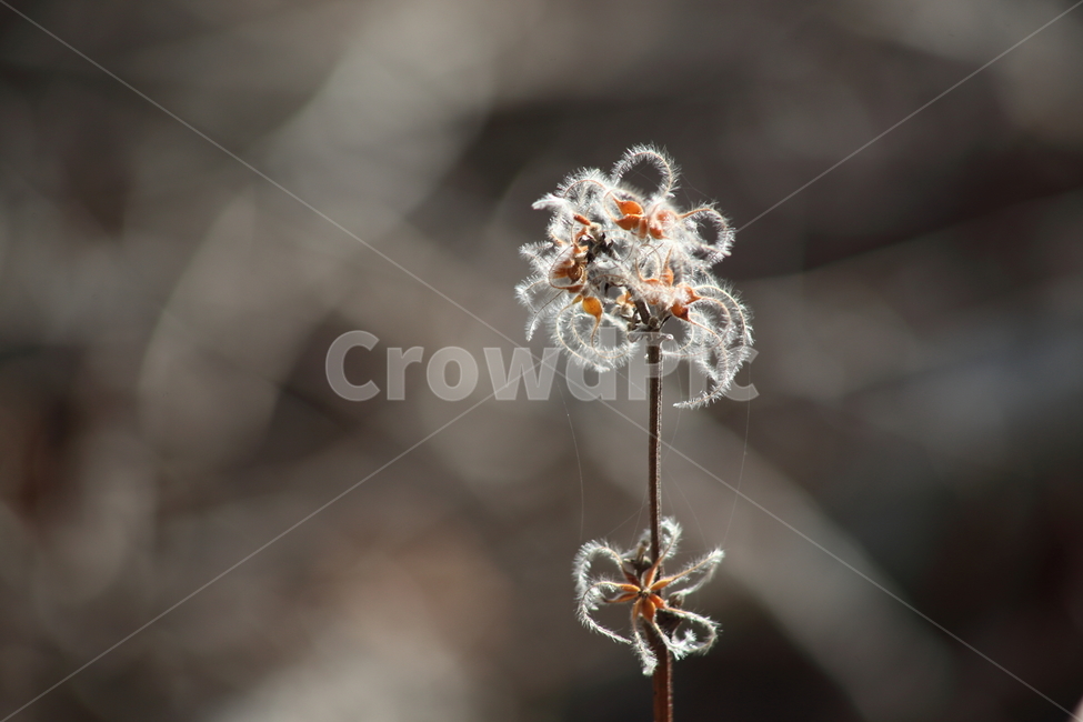 씨앗,종자,번식,식물,seed,식물,자연,plants,nature