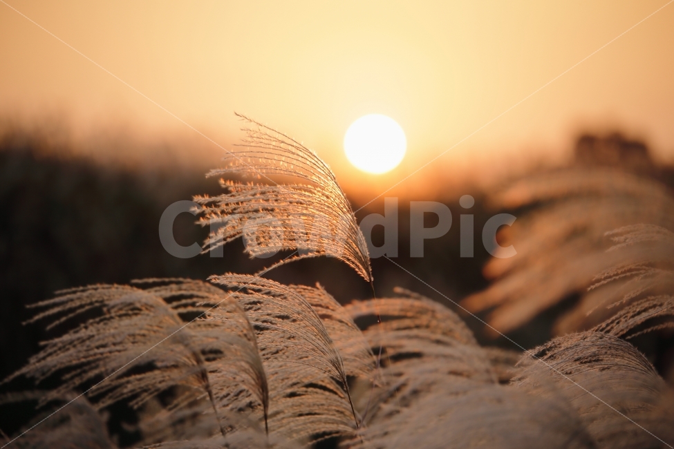 갈대,노을,태양,하늘공원,감성,데이트,love,like,따스함,따듯한,배경,ppt,가을,계절,fall,autumn,season,휴식,힐링,rest,relaxation,healing,식물,자연,plants,nature,감성,sensible,feeling,plant,grass,잔디,lawn,reed