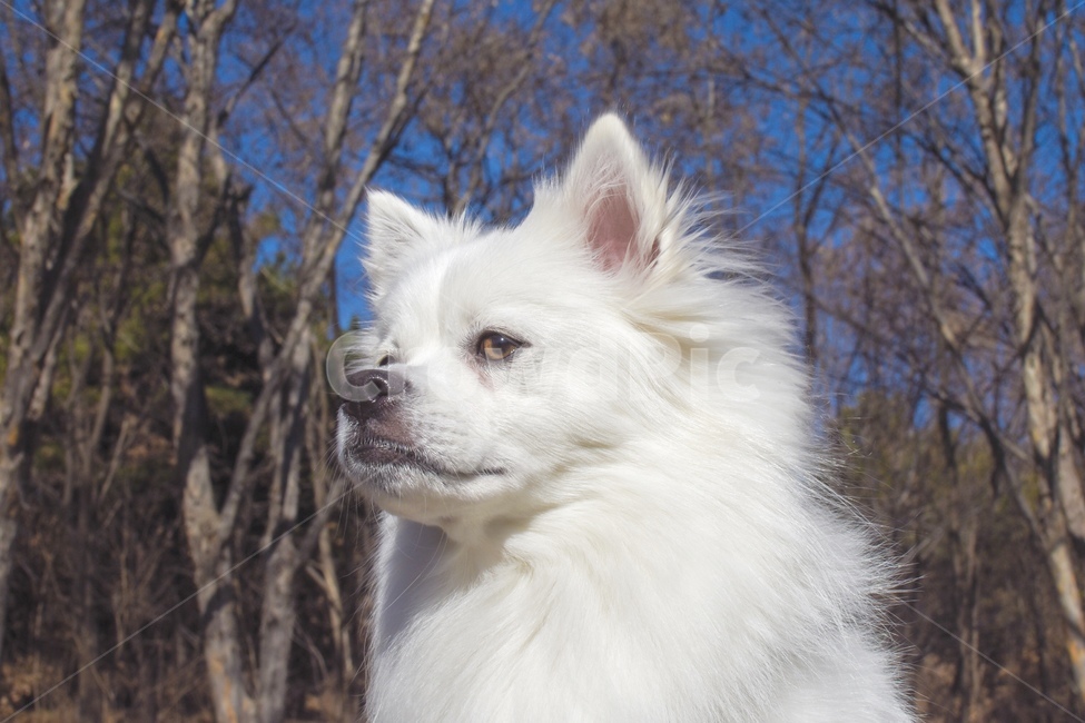 개,강아지,스피츠,재패니즈스피츠,dog,동물,animal,포유류,mammal,개,강아지,dog,doggy