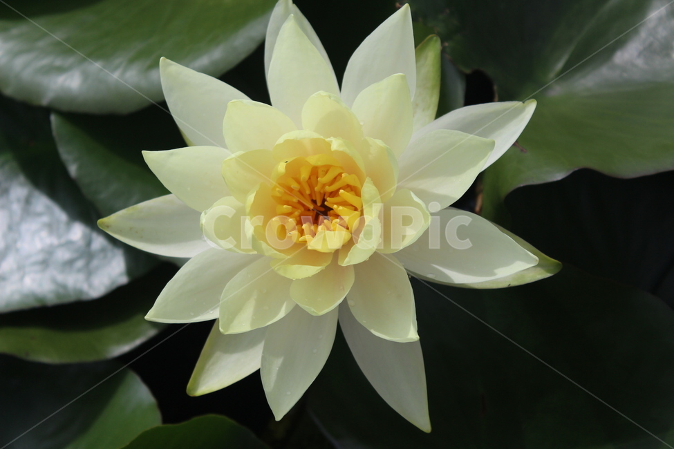 flower,꽃,lily,plant,식물,수련,blossom,식물,자연,plants,nature,꽃,flower