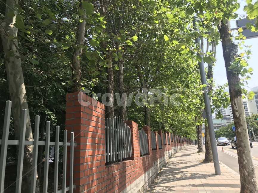 도로,인도,산책,나무,담벼락,거리