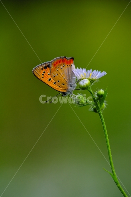 작은주홍부전나비,부전나비과,곤충,한국의나비,봄의전령사,식물,자연,plants,nature,꽃,flower,동물,animal,곤충,벌레,insect,bug