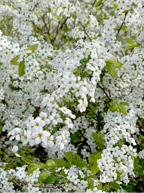 plant,식물,flower,꽃,blossom,petal,꽃잎,white,하얀