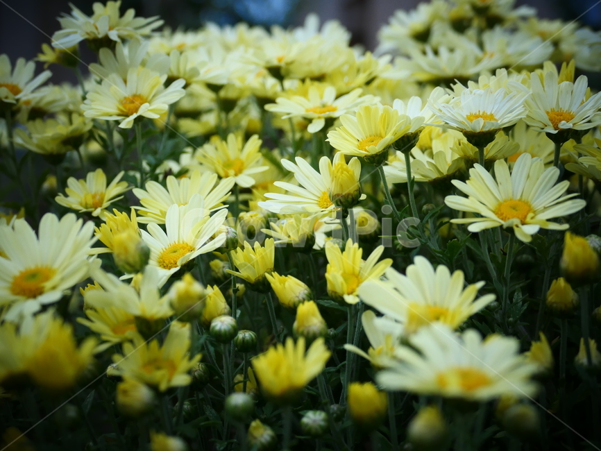 꽃,flower,노란꽃,국화,아름다움,예쁨,beautiful,chrysanthemum,yellowflower,식물,자연,plants,nature,꽃,flower