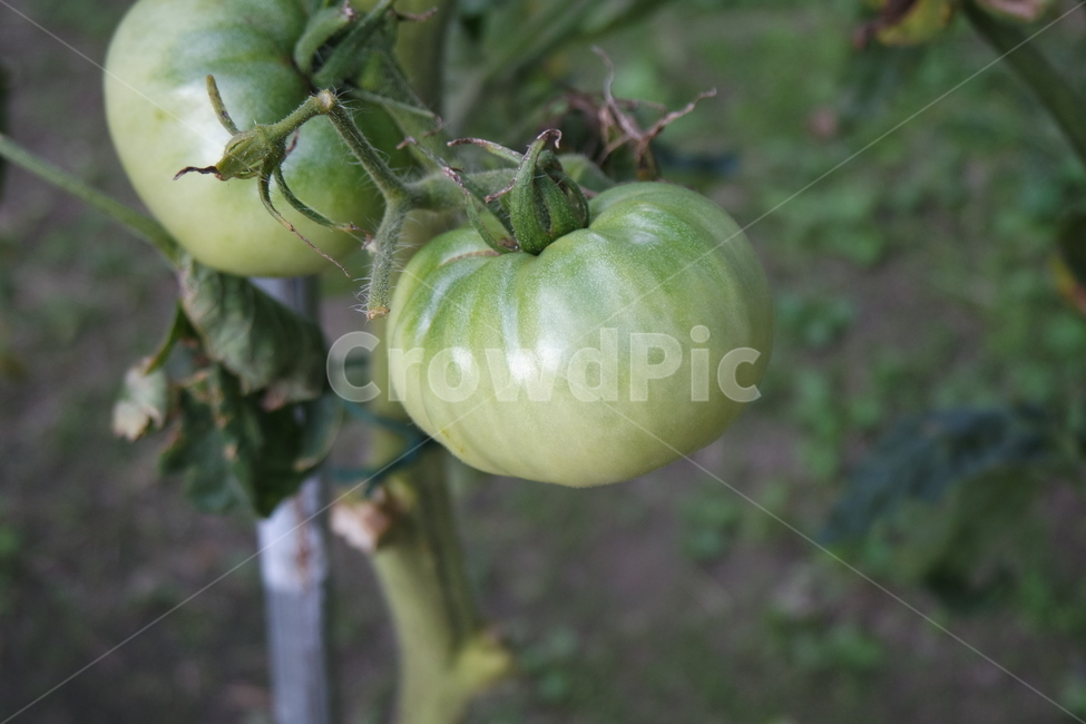 토마토,자연,열매,식물,생명,시골,nature,과일,열매,fruit,채소,야채,vegetables
