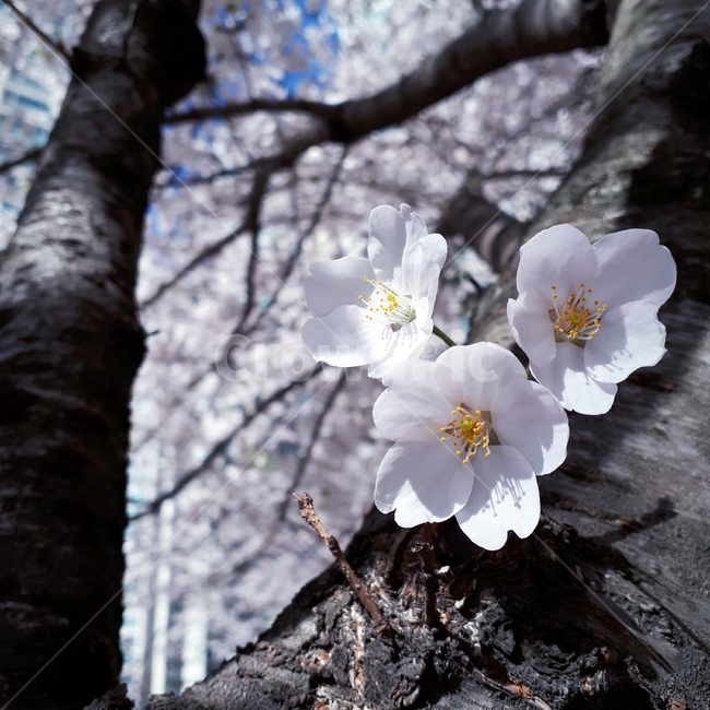 꽃,자연,봄,벛꽃,분홍색,식물,plant