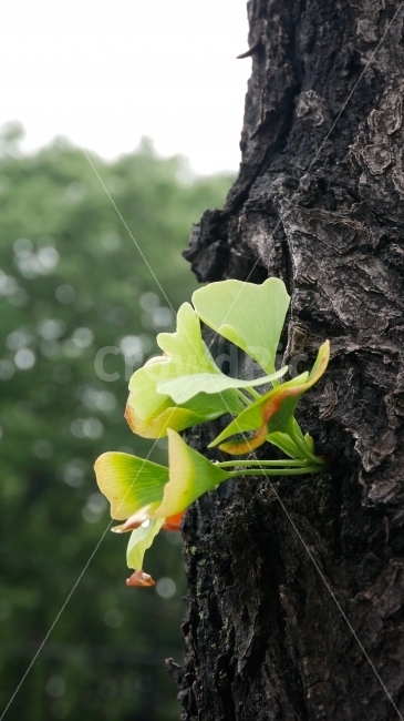단풍,나무,자연,풍경,느낌,식물,자연,plants,nature