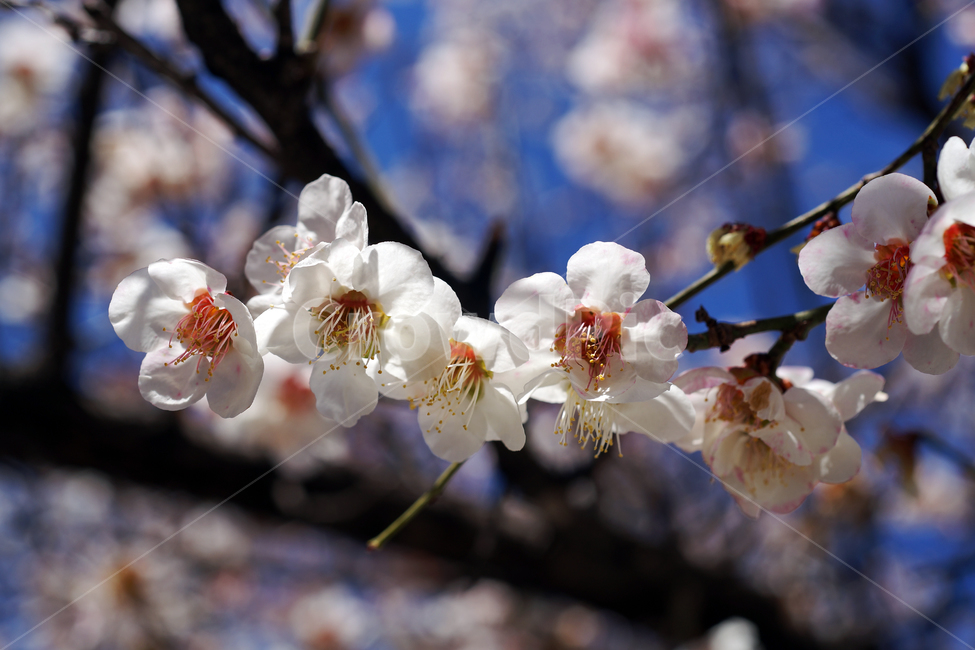 매화꽃,매화나무,꽃,봄,계절,하얀꽃,매화,식물,자연,plants,nature,꽃,flower