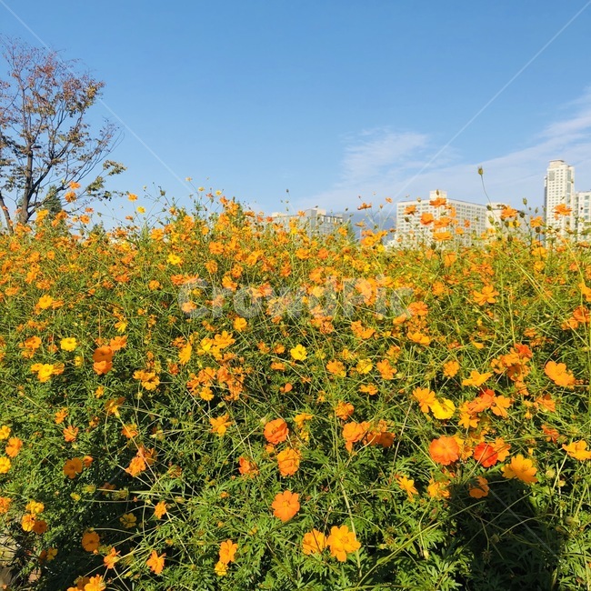 꽃,플라워,flower,들꽃,주황꽃,식물,자연,plants,nature,꽃,flower