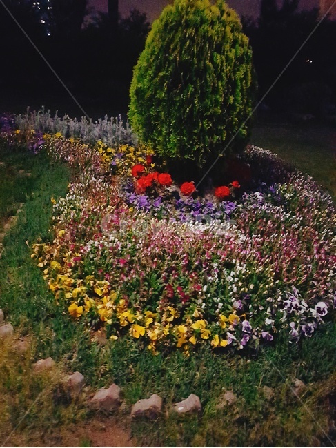 센트럴파크,공원,인천송도,송도,화단,꽃,flower,나무,자연,nature,풀,자연풍경,풍경,밤,night,야경,식물,자연,plants,nature,꽃,flower