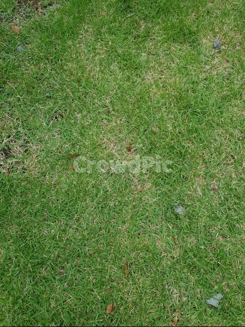 grass,식물,plant,잔디,lawn