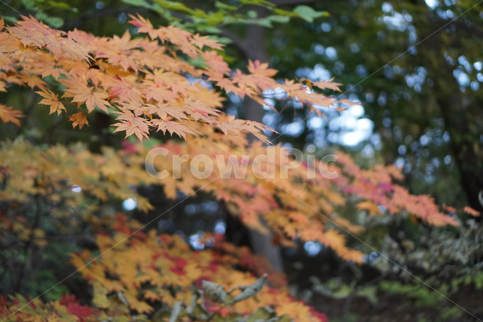 가을산,단풍,낙엽,나무,가을,가을,계절,fall,autumn,season,식물,자연,plants,nature,plant,leaf,잎,tree,maple