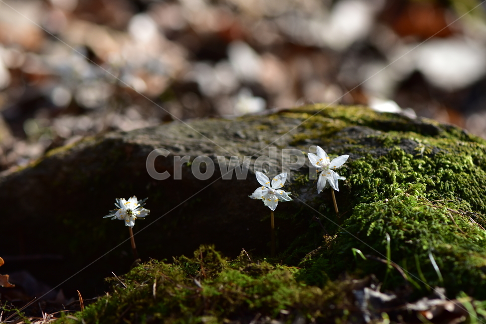 너도바람꽃,야생화,봄,꽃,풀꽃,자연,식물,식생,감성,힐링,plants,nature,spring,season,flower,emotion,feeling,흰색,초본,너도바람꽃속