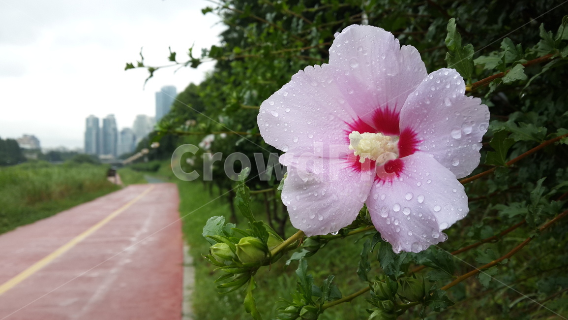 무궁화,꽃,나라꽃,식물,roseofsharon,근화,국화,plant