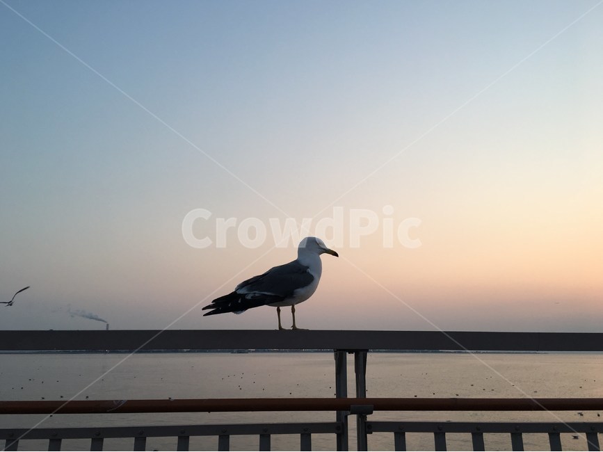 서해,갈매기,새,저녁,일몰,공원,솔찬공원,송도,인천,동물,animal,조류,새,birds