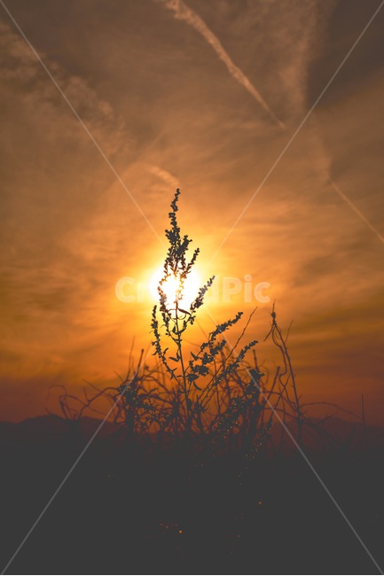 노을,일몰,하늘,저녁,태양,역광,감성사진,감성,식물,자연,plants,nature,실루엣,그림자,silhouette,shadow