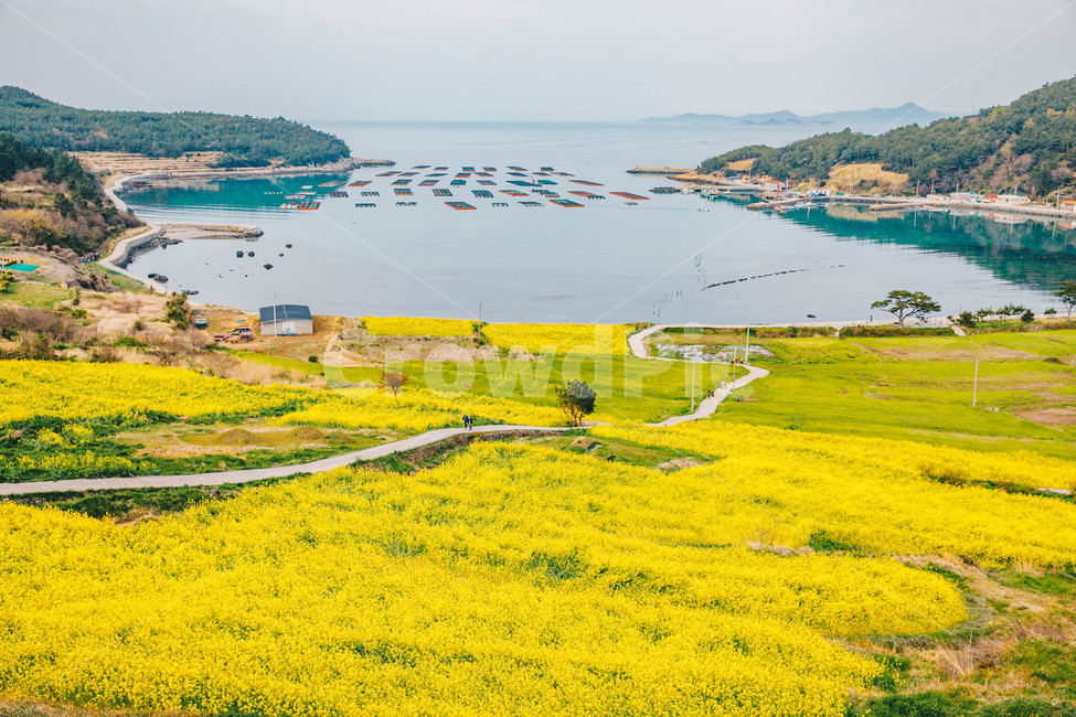 봄,청산도,서편제길,유채꽃,봄동,유채밭,청산도의봄,청산도슬로시티,청산도슬로시티축제,슬로시티,슬로우시티,청산도슬로우시티,바다,봄꽃,봄꽃축제,전라남도,계절,springseason,자연풍경,nature,landscape,한국자연풍경,한국자연경관,koreanaturelandscape,봄,계절,spring,season,자연,풍경,nature,landscape,한국자연풍경,한국자연경관,korea nature landscape,outdoors,옥외,land,땅,scenery