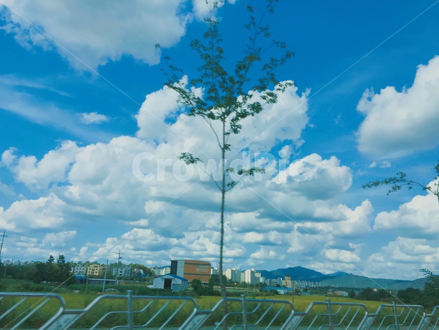 풍경사진,나무한그루,우뚝나무,살랑살랑,맑은구름,뭉개구름,자연,풍경,nature,landscape,weather,날씨,outdoors,옥외,cumulus,적운,sky,하늘,cloud,구름