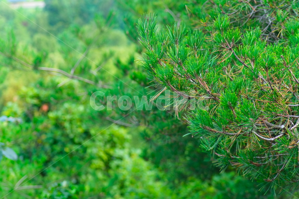 treetrunk,tree,plant,식물,나무,공원,공원길,산책,산책로,오후공원,풍경,꽃,소나무