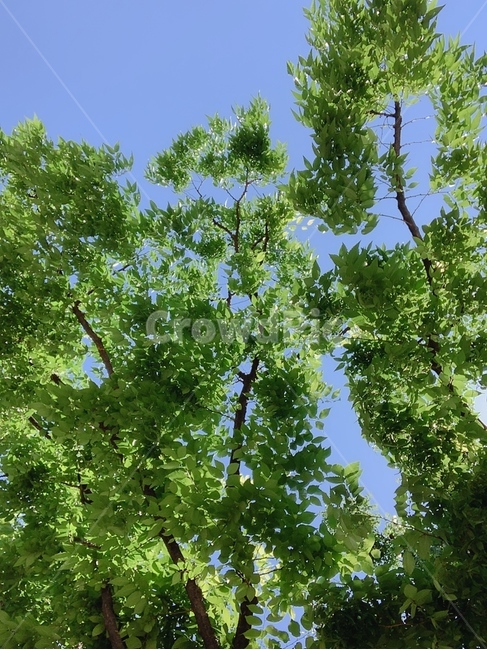자연,산,풀,나무,줄기,초록,피톤치트,맑음