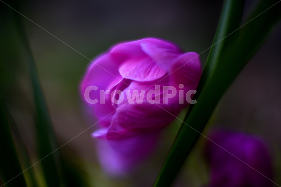 봄,꽃,봄꽃,접사,잡꽃,식물,자연,plants,nature,꽃,flower