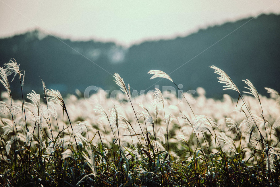 plant,reed,갈대,식물,grass,lawn,잔디,산,하늘,가을,계절,fall,autumn,season,자연,풍경,nature,landscape