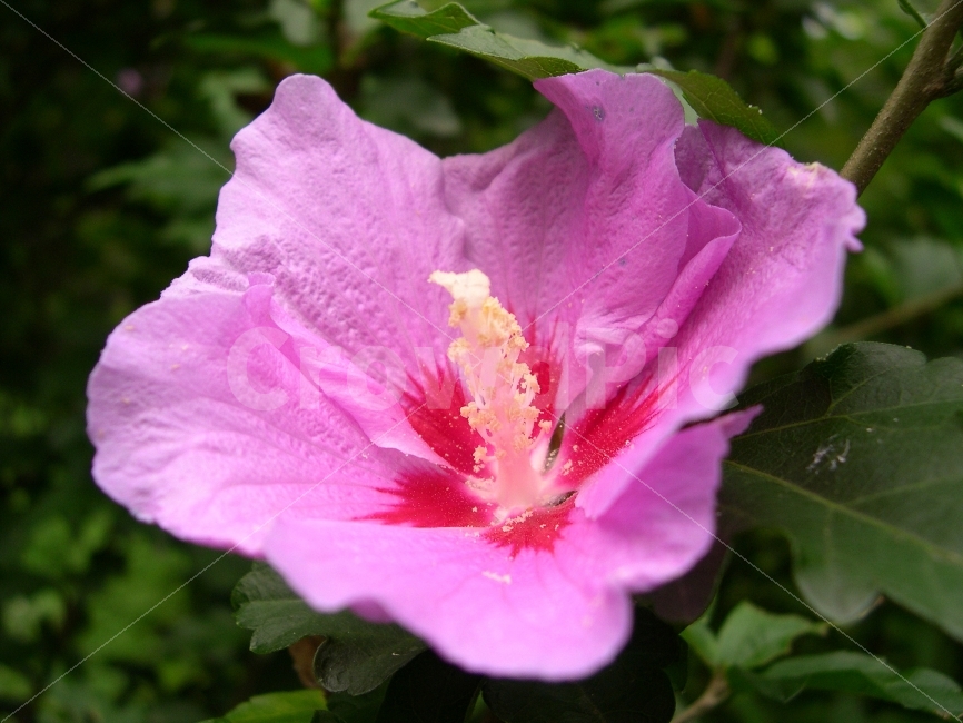 무궁화,국화,꽃,식물,무궁화꽃,flower,Mugunghwa,식물,자연,plants,nature,꽃,flower