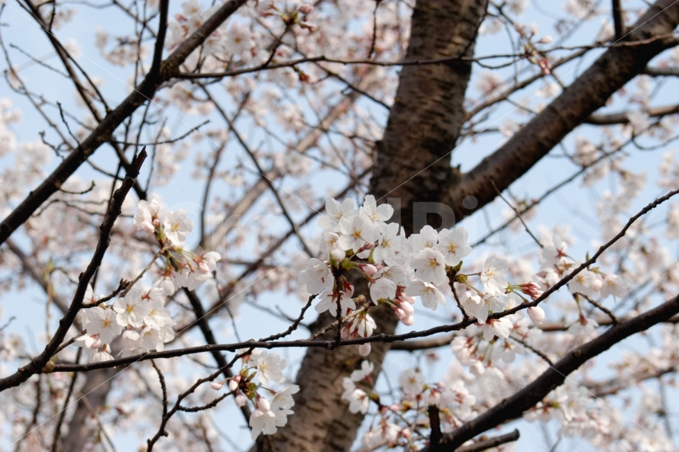 꽃,벚꽃,나무,꽃나무,봄,꽃봉오리,하늘,나들이,식물,자연,plants,nature,봄,계절,spring,season,꽃,flower,plant,blossom