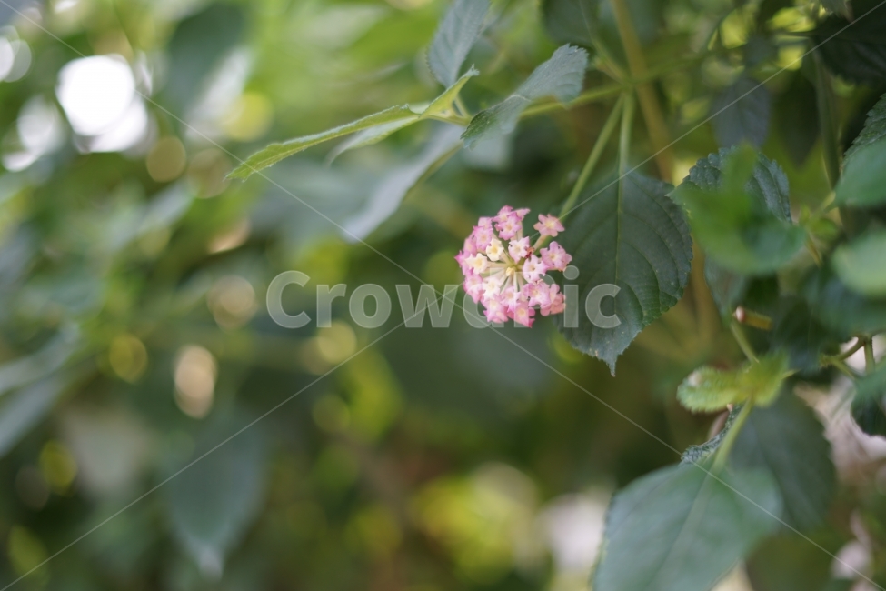 꽃,나무,분홍,잎,nature,식물,자연,plants,nature,꽃,flower