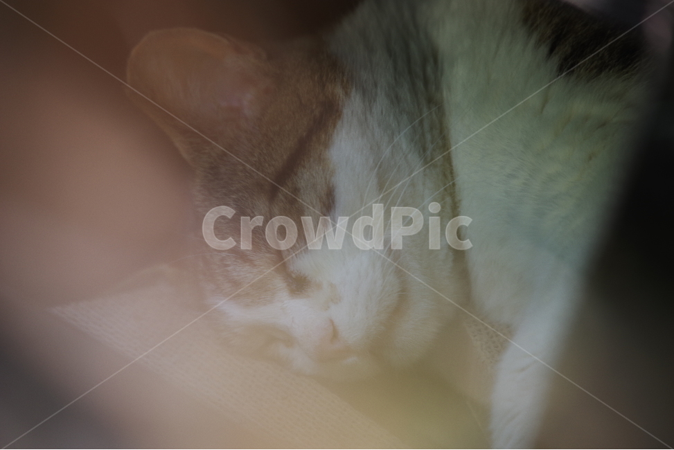 고양이,길냥이,길고양이,반려동물,동물,생명,자연,포유류,cat,kitty,kitten,cute,lovely,adorable,pet,animal,mammal,nature,natural,streetcat,wildcat,wild,야생,동물,animal,포유류,mammal,고양이,cat,kitten,kitty