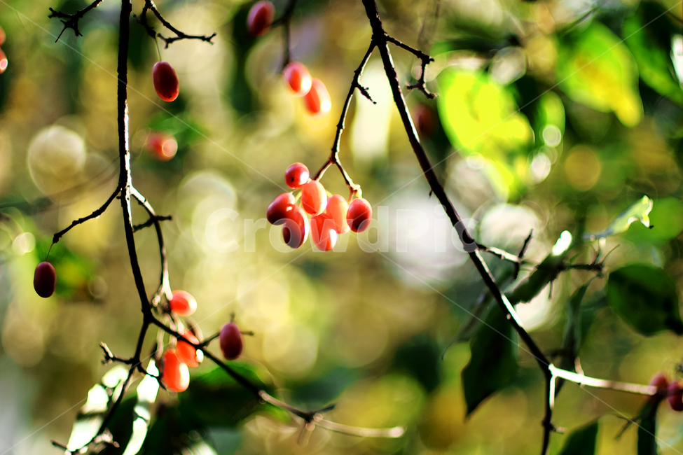 fruit,green,red,cherry,cornusfruit,plant,식물,산수유,가을,autumn