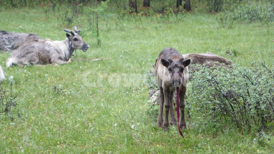 reindeer,forest,grass,숲,순록,animal,tree,나무,green,초록,몽골,초원