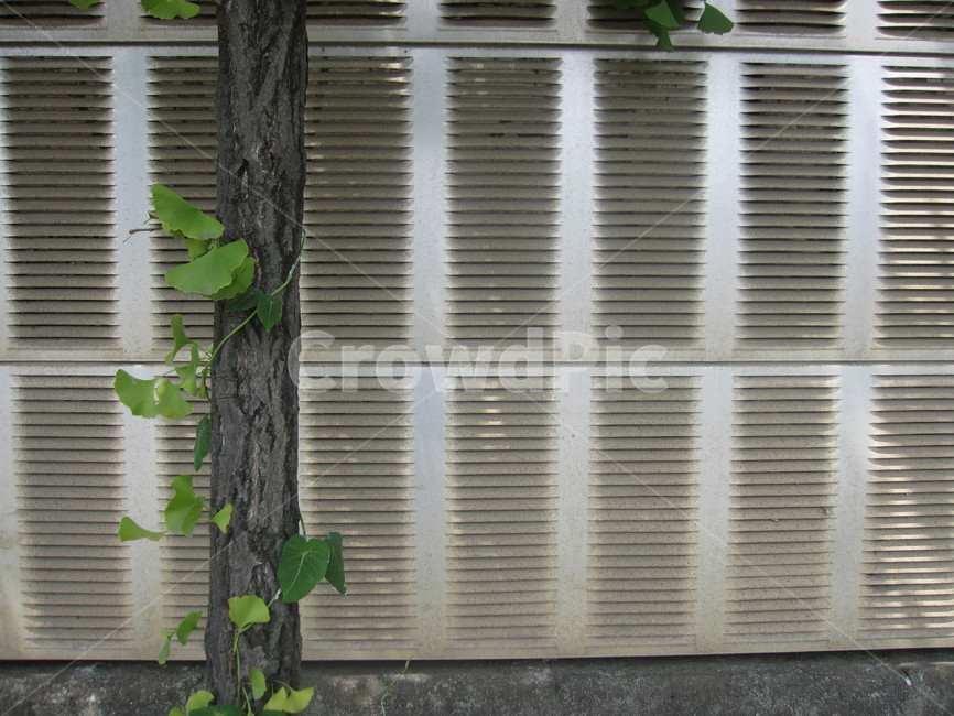 담벼락,벽,담,담쟁이,넝쿨,잎,식물,ivy,잎사귀,초록,식물,자연,plants,nature,나무,trees,wood