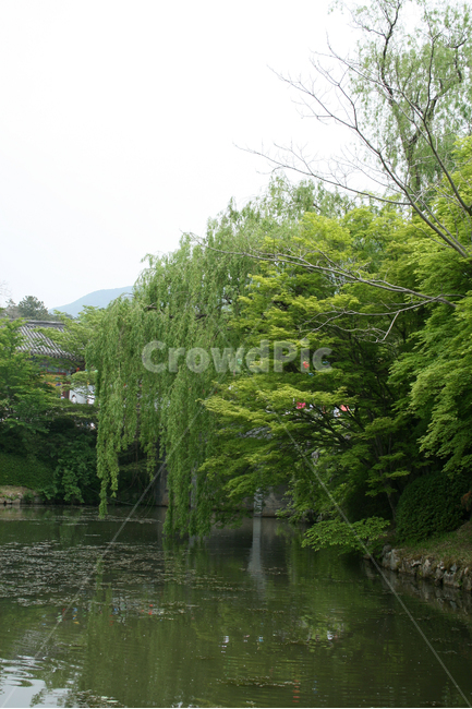 한국,경주,불국사,풍경,반야연지,연못,자연,풍경,nature,landscape,한국자연풍경,한국자연경관,korea nature landscape,tree,나무,plant,식물