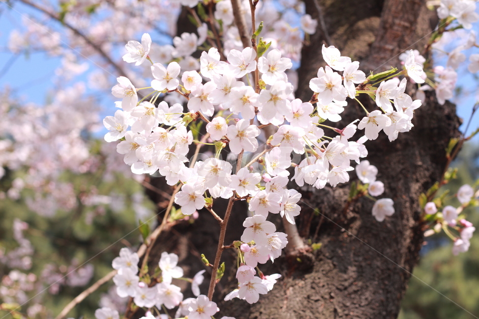 꽃,봄꽃,식물,flower,plants,봄,계절,spring,season,식물,자연,plants,nature,꽃,flower,plant,blossom,cherry blossom,벚꽃