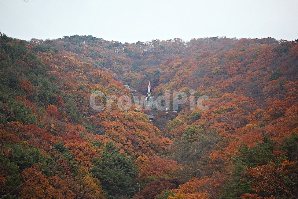 절,사찰,암자,불교,단풍,낙엽,잎,나무,울긋불긋,가을,숲,산,식물,자연,풍경,가을,계절,fall,autumn,season