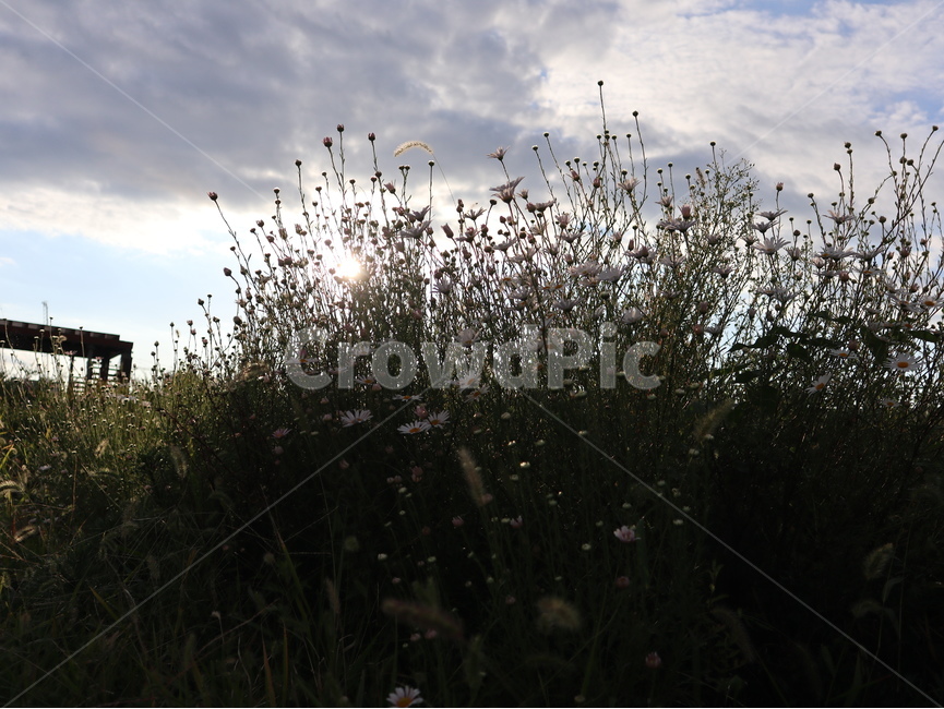 구절초,역광,꽃,식물,plant,flowers,식물,자연,plants,nature