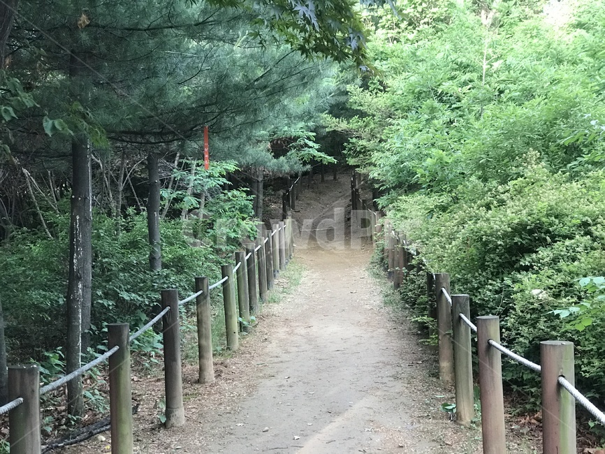 숲,나무,자연,배경,휴식,등산