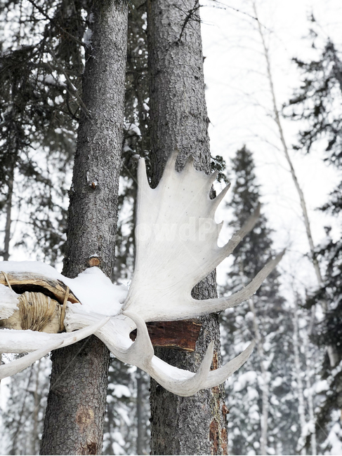 cold,canada,dogsledge,freezing,구이,자연,눈,outdoor,white,winter,tour,stick,yellowknife,horn,moose,tree
