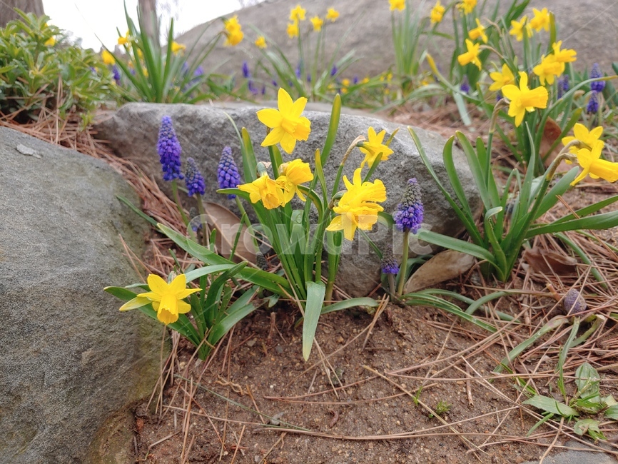 수선화,narcissus,꽃,flower,봄,봄날,spring,식물,정원,garden,plant,돌,바위,rock,노랑,보라,자연,nature,수목원