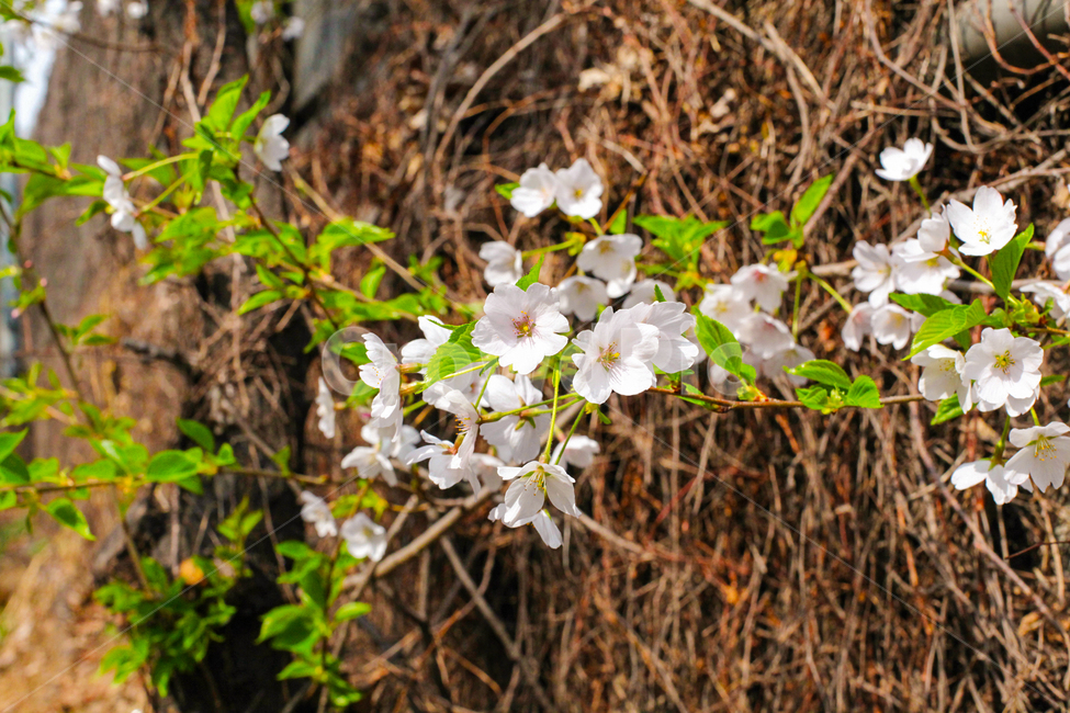 벚꽃,plant,식물,flower,꽃,blossom,cherryblossom,사쿠라,봄,spring,자연,nature,나무,나뭇가지,핑크,개화,wood,봄꽃,분홍,감성,분홍꽃,핑크꽃